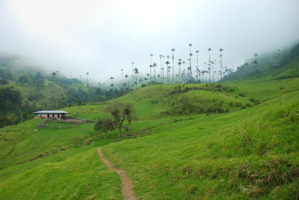 Cocora Valley, Colombia // by Veggiephile