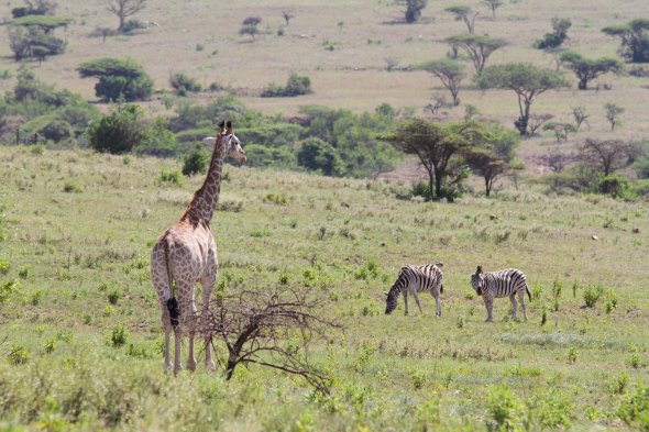 south-africa_ithala_giraffe-zebras