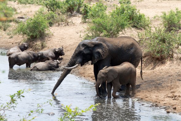 south-africa_kruger_elephants_drinking